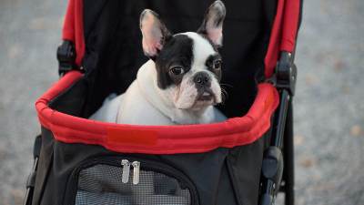  Zašto ljudi tretiraju pse kao djecu 