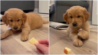  Hit reakcija psa koji prvi put proba jabuku 