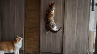  da li je laser štetan za mačke 