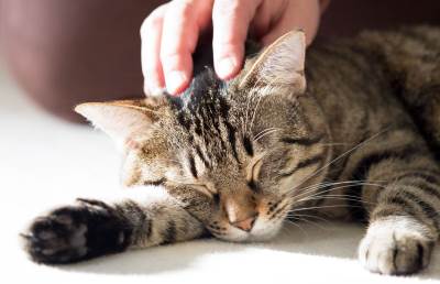  Muškarac bivšoj supruzi plaća za brigu o mačkama 