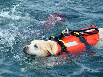  Psi spasioci u Italiji 