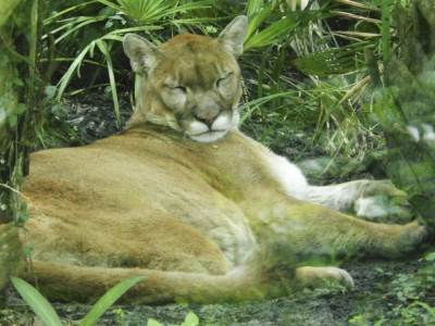  Amerika: Istebljen istočni kuguar 