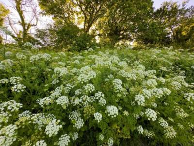  Opasne biljke u bašti 