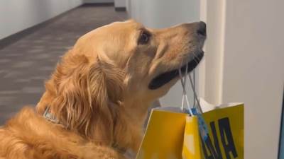  Reakcija psa na piletinu u kesi 