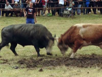  Kočićev zbor 2025 pobjednici 