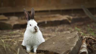  Kragujevac: Nestale životinje iz zoo-vrta 