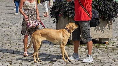  Zašto psi njuše ljudima međunožje 