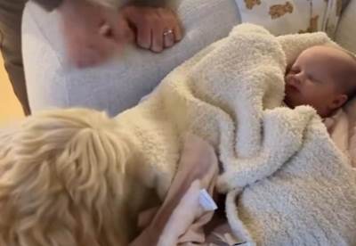  Snimak psa koji ušuškava tek rođenu bebu 
