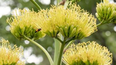  Američka agava cvjeta jednom u životu 