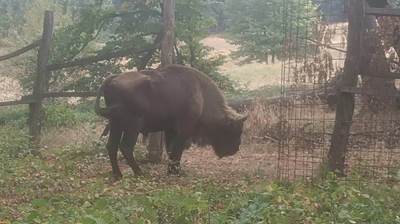  Pronađen odbegli bizon na Fruškoj gori 