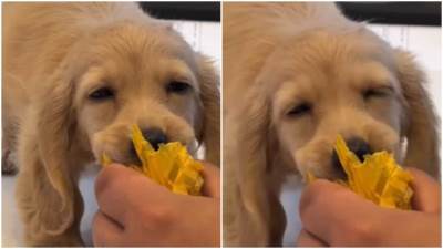  Snimak šteneta koji hoće da se igra ali mu se spava 