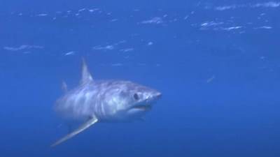 U Dalmaciji snimljena ajkula 
