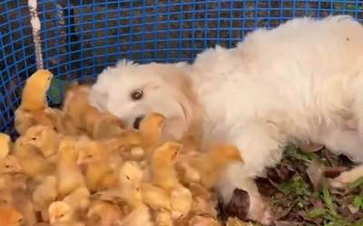  Pas se zaljubio u piliće 