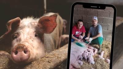  Rekordan broj prasadi na imanju Gorana Simića kod Bijeljine 