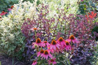  Devet trajnica koje se sade u septembru 