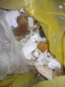  U Brodu oduzete halucinogene gljive 