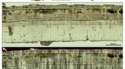  Holandski istraživači otkrili fosil jajeta dinosaurusa star milion godina 