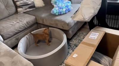  Pas je dobio bazen sa lopticama i ovoliku sreću još niste videli 