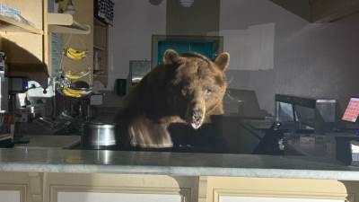  Medvjed provalio u prodavnicu sladoleda 