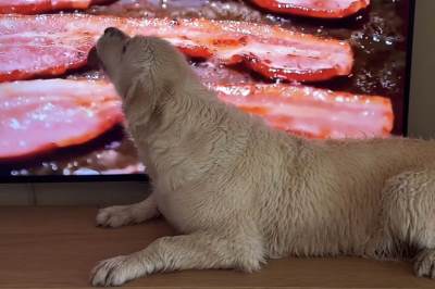  pas jede slaninu s ekrana 