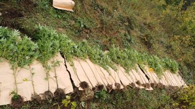  Akcija "Plantaža 2025": U Doboju oduzeto 33 stabljike konoplje i veća količina droge 