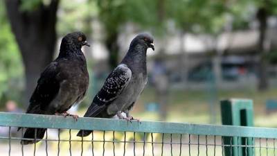  gdje žive ptići golubova 