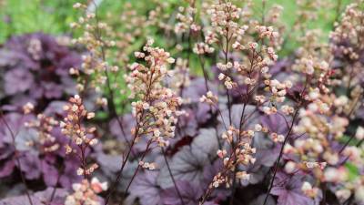  baštenska hojhera sujevjerja 