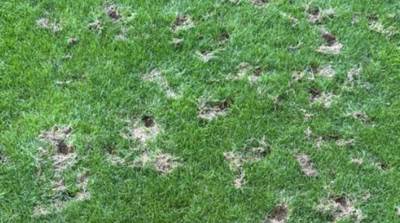  Pacovi uništili teren stadiona u Ženevi FOTO 