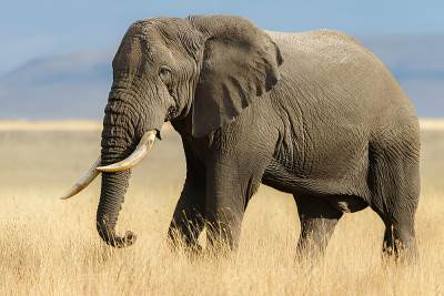  Oslobođen posljednji francuski cirkuski slon 