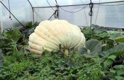  Bundeva teža od jedne tone 