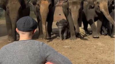  i slonovi vole muziku  