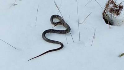  U snijegu pronađena zmija 