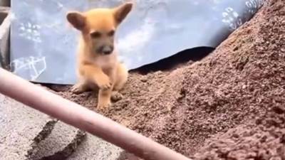  Pas pomaže tokom kopanja rupe 