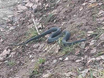  Zašto se zmije pojavljuju u kasnu jesen 