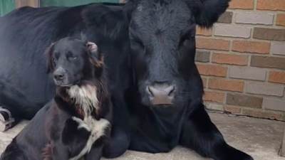  Pas i krava najbolji prijatelji 