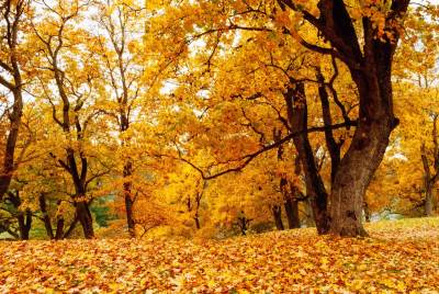  Stručnjaci upozoravali na "lažnu jesen", ali je drveće zadesio drugi fenomen 