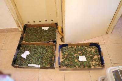  Sedamdesetogodišnjak uzgajao marihuanu 