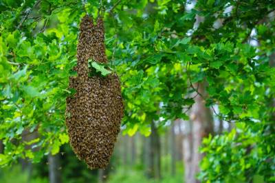  Medonosne pčele prvi put proglašene ugroženima u Evropskoj uniji 