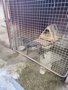   Brođanin osumnjičen da je organizovao borbe pasa 