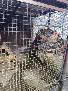  Psi spašeni iz borbi smješteni u Prnjavoru 