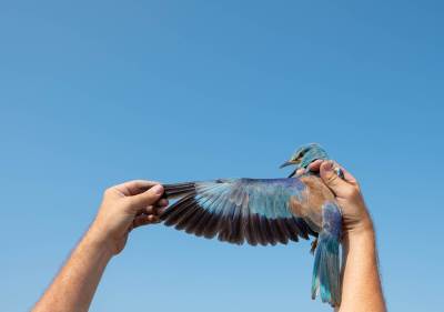   kućice za gniježđenje modrovrane u livanjskom polju 