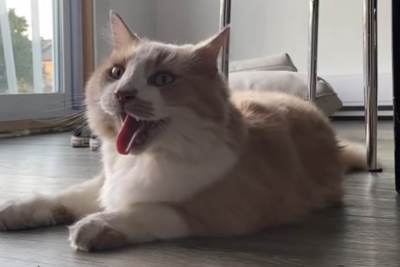  Mačka se ponaša kao pas 