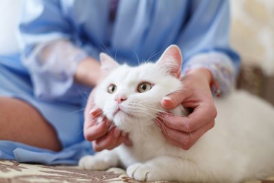  Domaće mačke dijele gene za kancer sa ljudima 