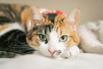  vjerovanja vezana za mačke 