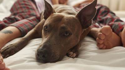  Šta znači kad pas leži kraj nogu 