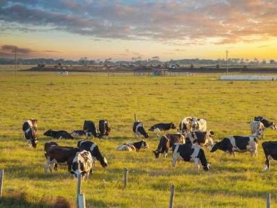  Digitalne ograde umjesto fizičkih za čuvanje stoke 