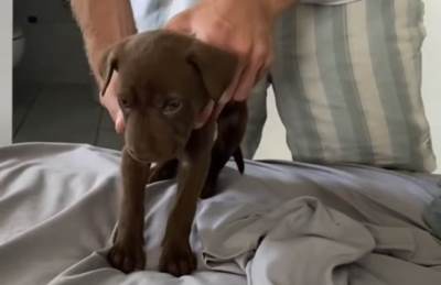  Hit snimak šteneta koje je toliko umorno od slatkoće da ne može da stoji 