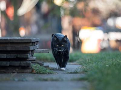  Vlasti u Terasi zabranile usvajanje crnih mačaka zbog Noći vještica 