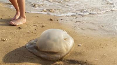  Opekotine meduze se ovako leče 