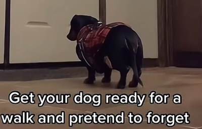  izazov sa ljubimcima postao je hit na mrežama 